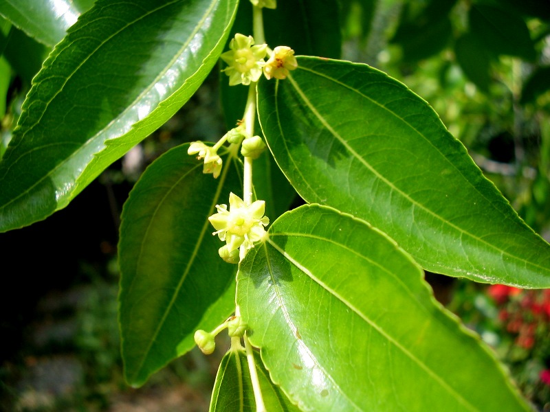 Ziziphus jujuba / Giuggiolo comune